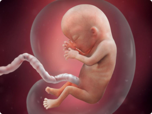 малыш в утробье матери на 13 недели
