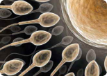 Израильские ученные создали сперматозоиды из зародышевых клеток