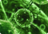 Вирусы укрепляют иммунитет ребенка