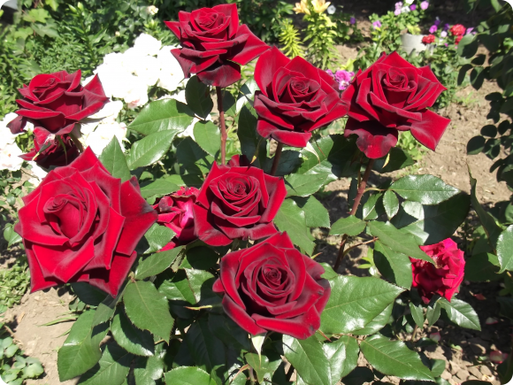 красные розы в саду