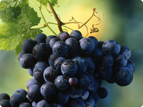Виноград и его полезные свойства